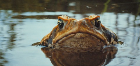 Тростниковые жабы: Оккупация