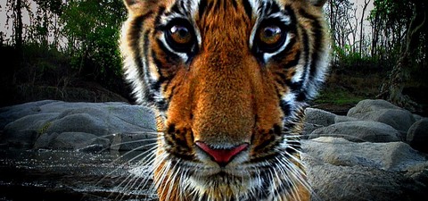 Die geheime Welt der Tiger