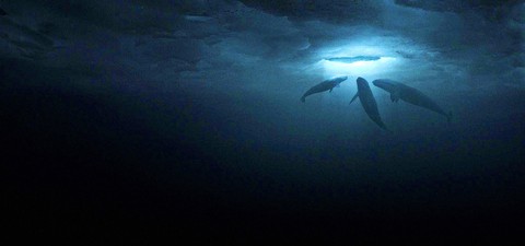 Na ratunek wielorybom
