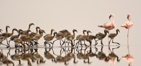 Auf purpurnen Schwingen: Das Geheimnis der Flamingos