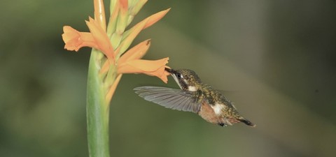 Колибри: драгоценные посланники цветов