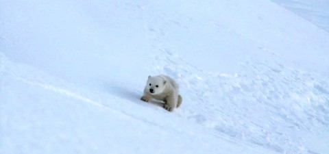 Polar Bear - Spy on the Ice
