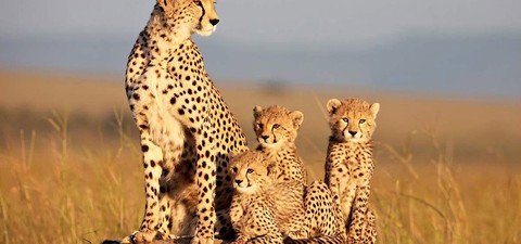 Grandes felinos africanos: el reino del coraje
