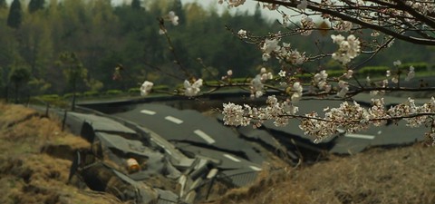 El tsunami y los cerezos en flor