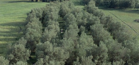 Под маслиновите дръвчета