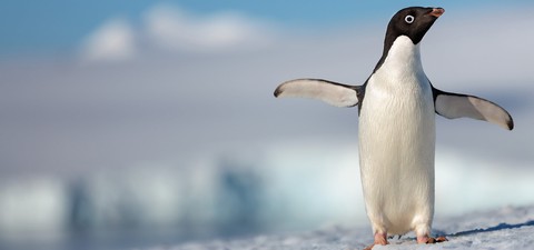 Los pingüinos