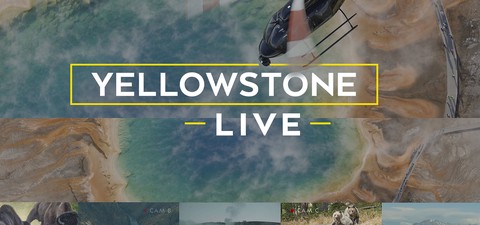 Yellowstone LIVE