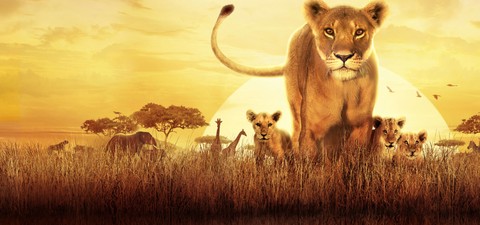 Serengeti - Wilde Geschichten aus der Savanne