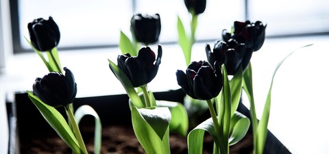 Black Tulip - watch tv show streaming online