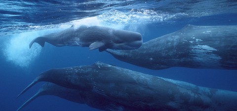 Fabelhafte Welt der Wale