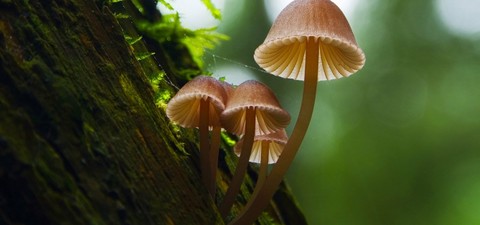 A gombák lenyűgöző világa