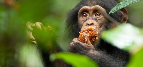 Os Chimpanzés