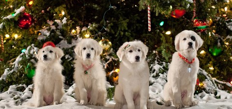 Patas Natal 2: Os Cães do Natal