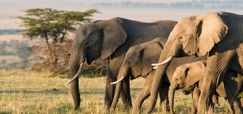 La famiglia di elefanti