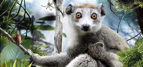 Madagascar 3D
