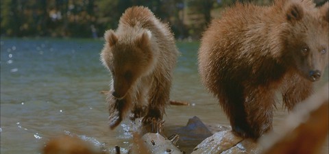 IMAX Nature - l'Ours