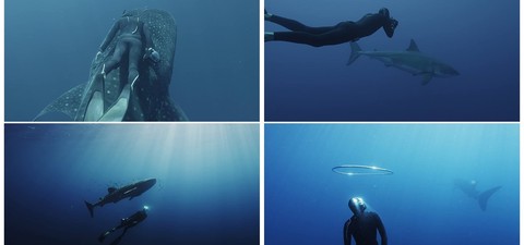 Under the Sea 3D: Lautlos unter Giganten