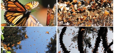 Die fantastische Reise der Schmetterlinge