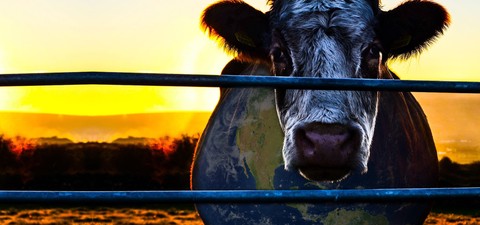 Cowspiracy - Klíč k udržitelnosti