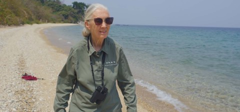 Jane Goodall: Toivo