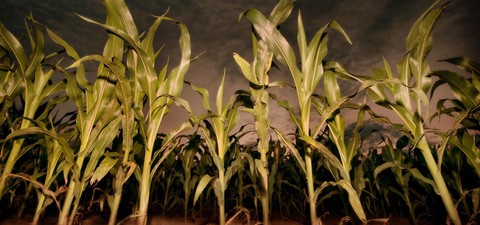 Los chicos del maíz VII: Revelación