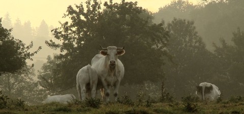 A Vida de Uma Vaca