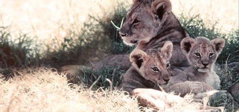 Lions d'Afrique