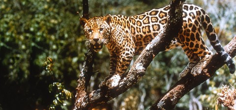 El jaguar del Amazonas