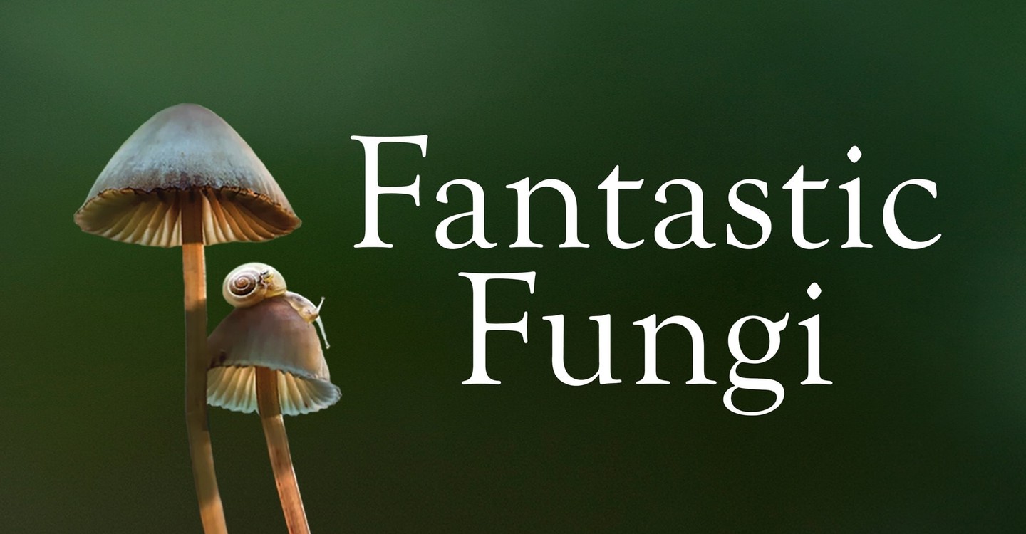 Fungos Fantásticos