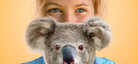 Izzy und die Koalas