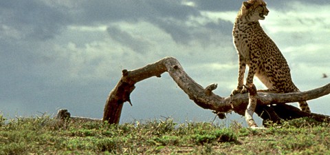 Cheetah, uma Aventura na África
