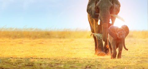 Bisbiglio - Elefantino coraggioso