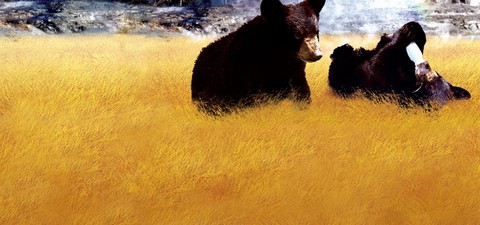 Yellowstone Cubs