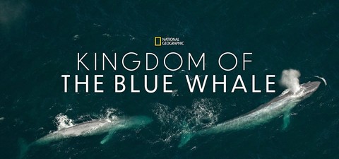Im Reich des Blauwals