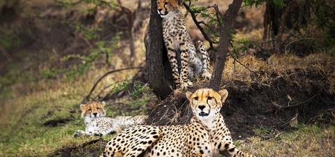 Un hombre entre guepardos