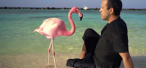 El misterio del Pink Flamingo