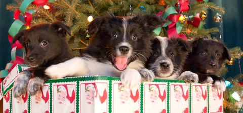 Os 12 Cães de Natal: O Grande Resgate