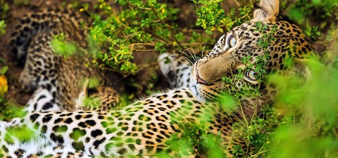 Die Leopardin