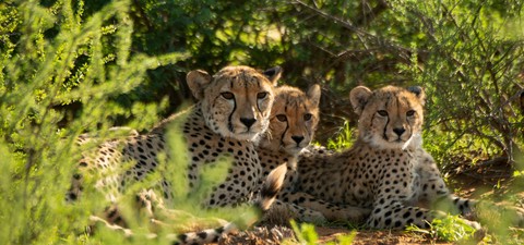 Cheetah Family & Me