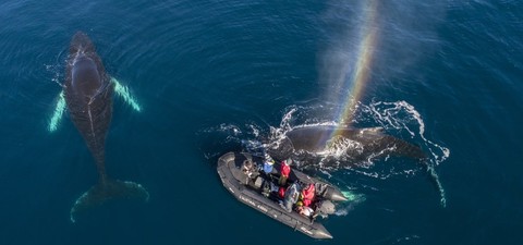 Whales in a Changing Ocean