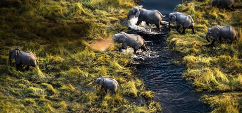 Okavango: River of Dreams - Director's Cut