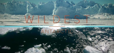 Wildest Antarctica