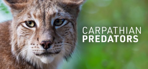 Carpathian Predators
