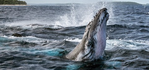 Os Segredos das Baleias