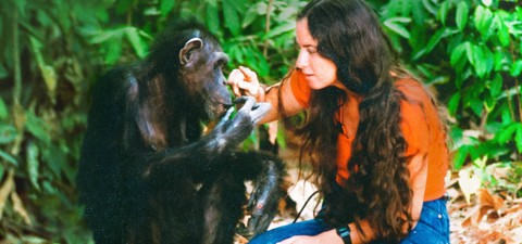 Lucy, O Chimpanzé Humano