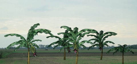 Von Bananenbäumen träumen
