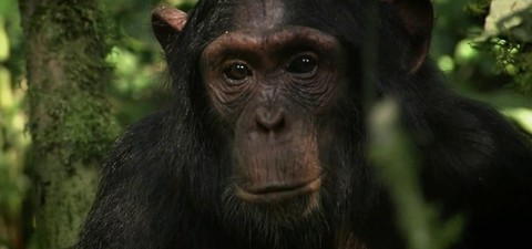 Das Geheimnis der Affen - Kulturforschung bei Schimpansen