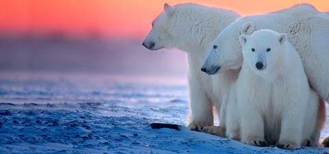 Kingdom of the Polar Bears