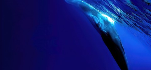 A la recherche de la baleine solitaire