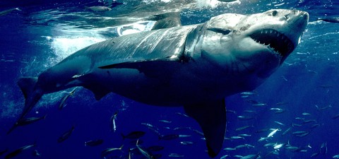 虎鲸vs.大白鲨